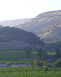 Dove Farms - Winery